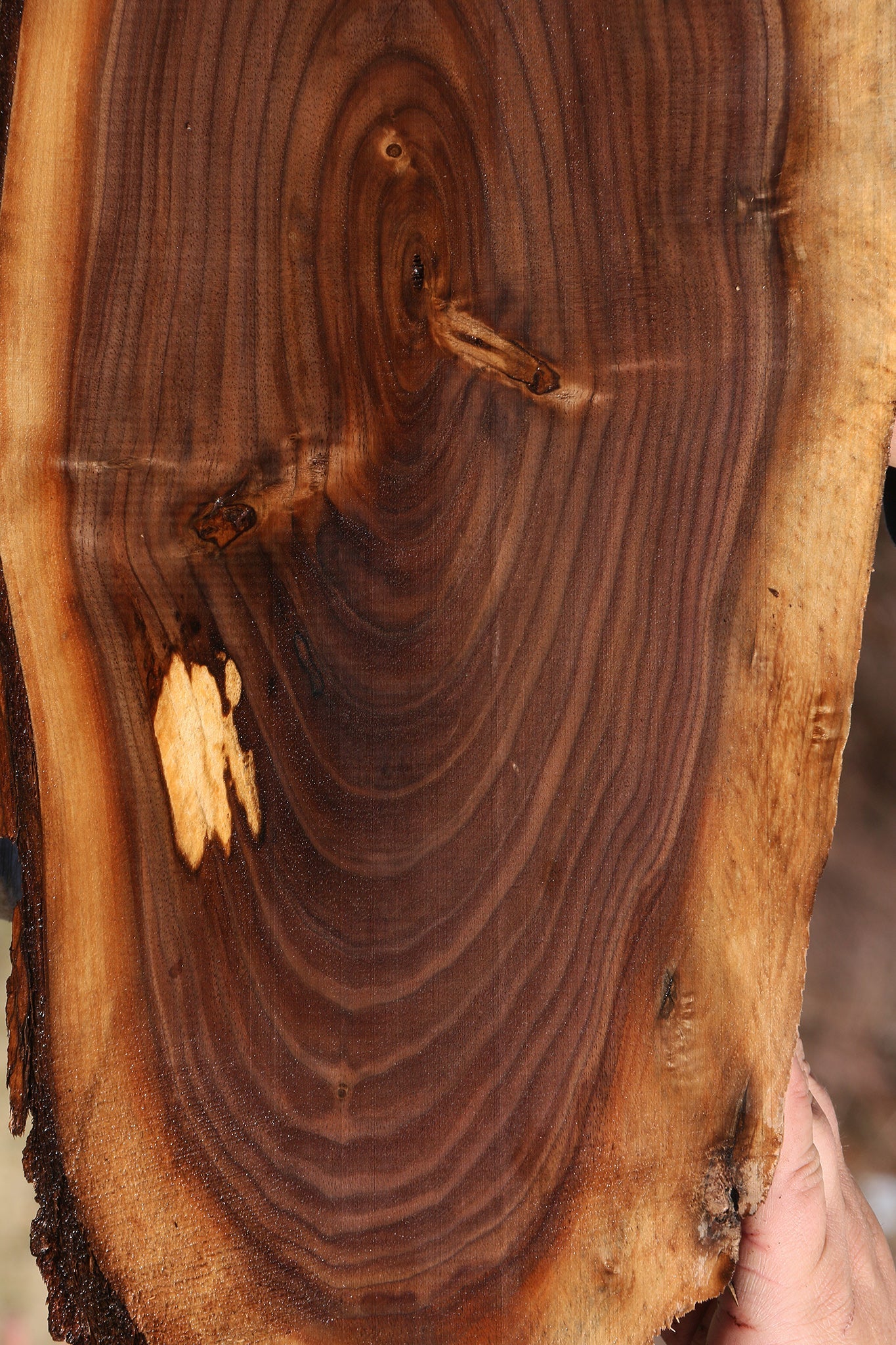 Eastern Walnut Cookie
