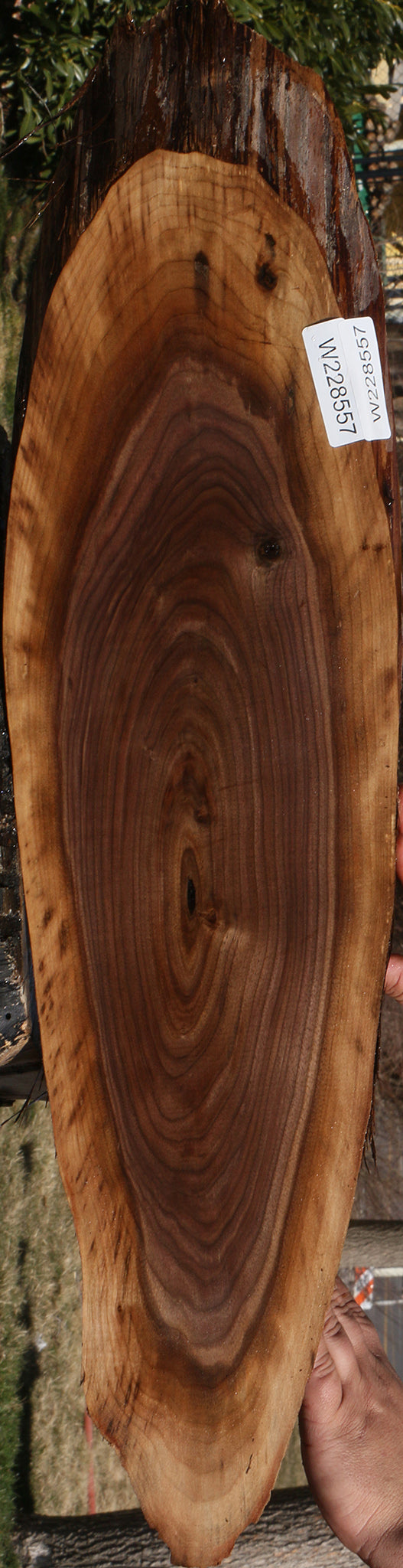 Eastern Walnut Cookie