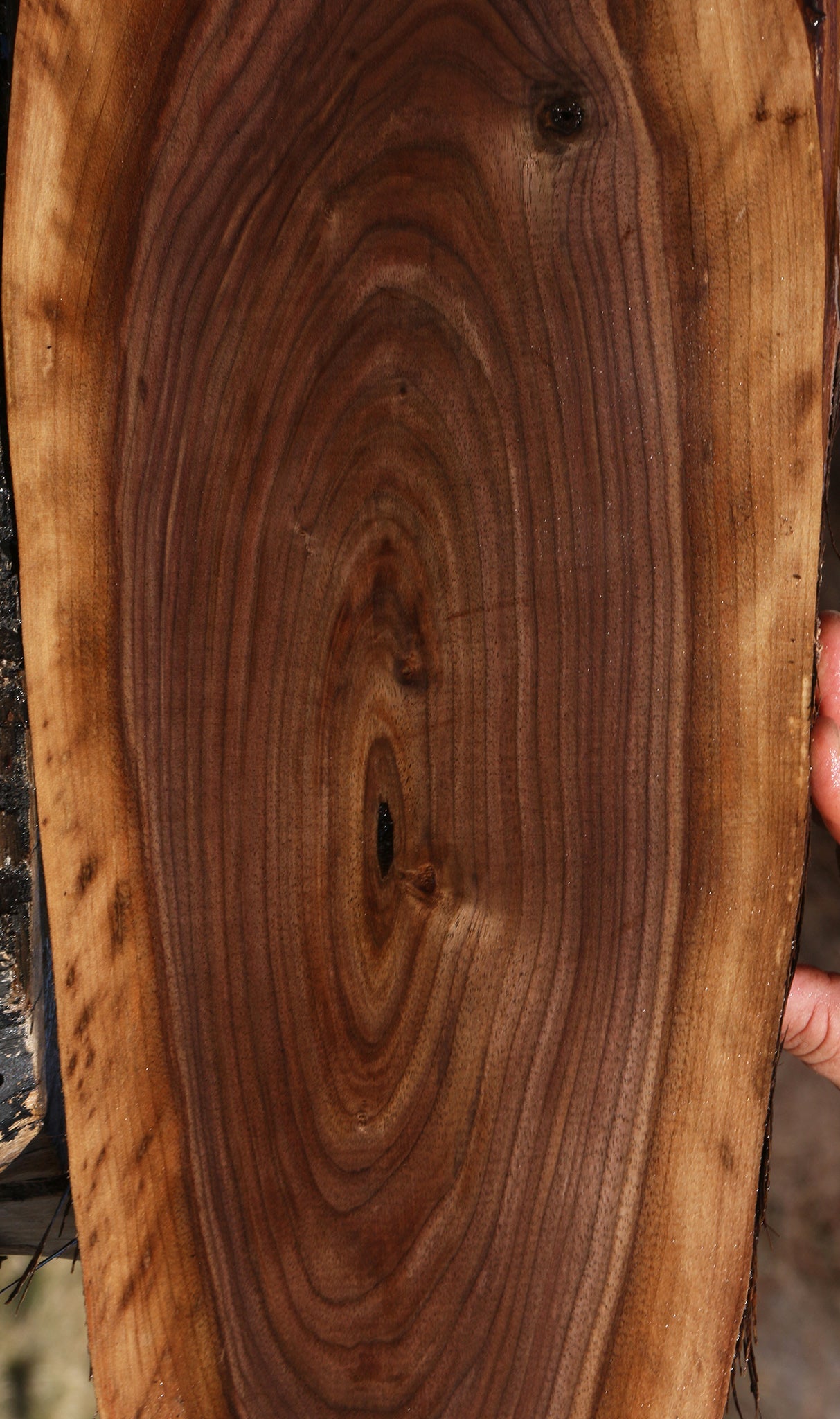 Eastern Walnut Cookie