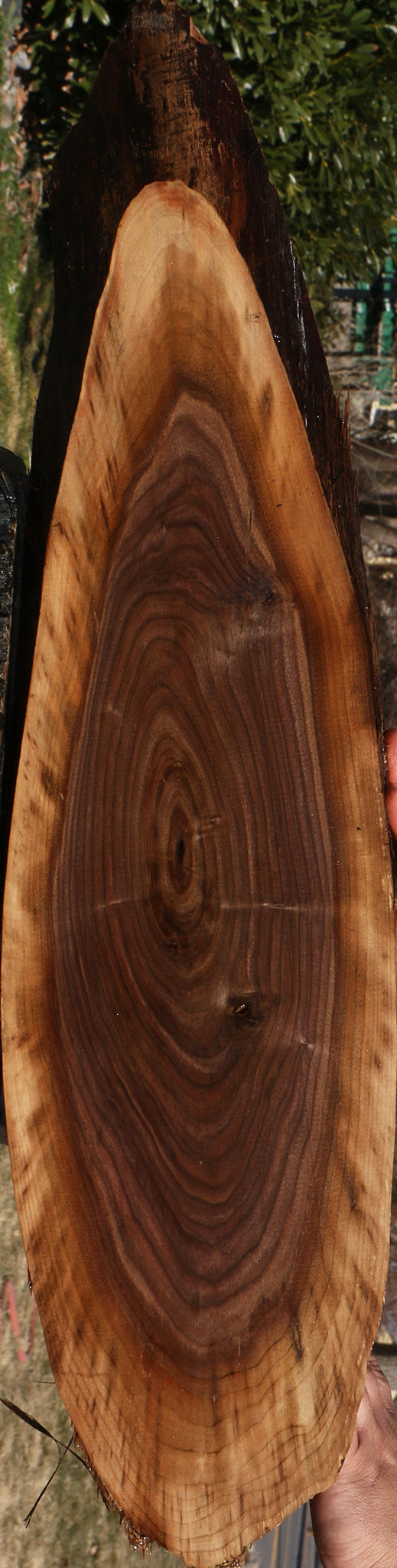 Eastern Walnut Cookie