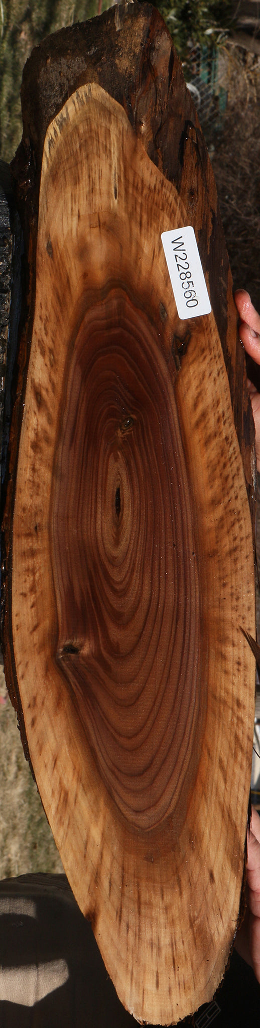 Eastern Walnut Cookie