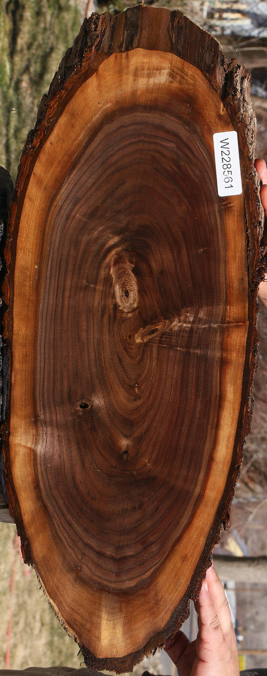 Eastern Walnut Cookie