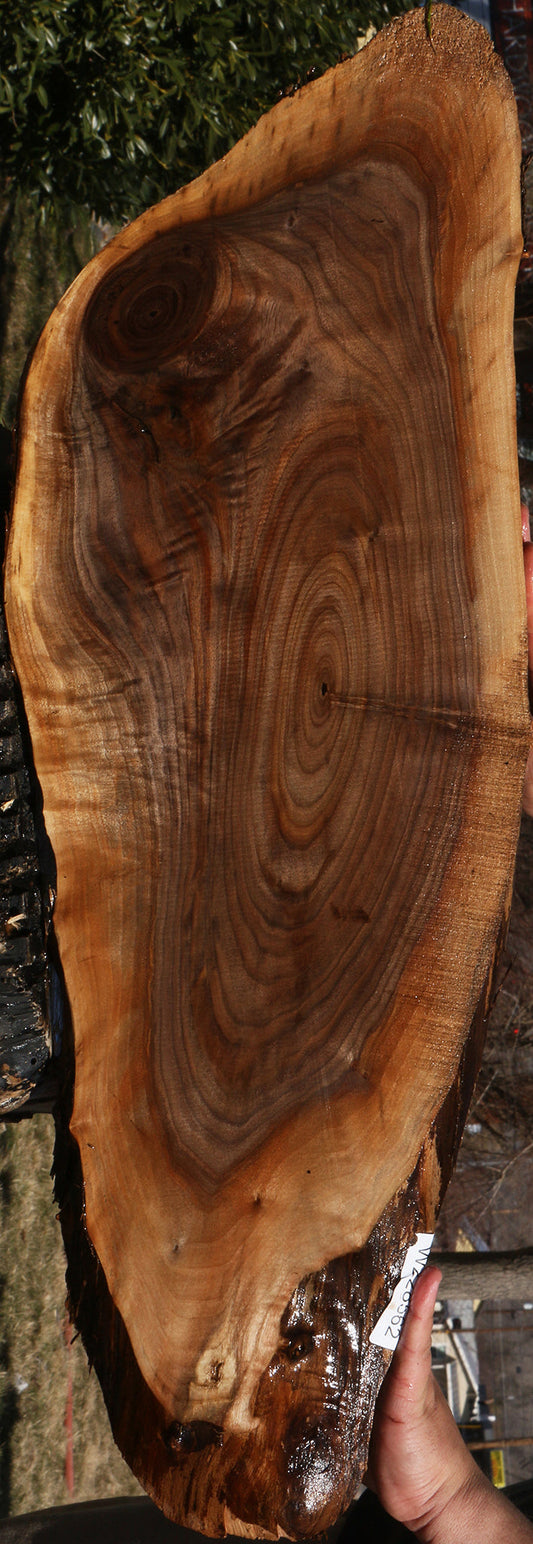 Eastern Walnut Cookie