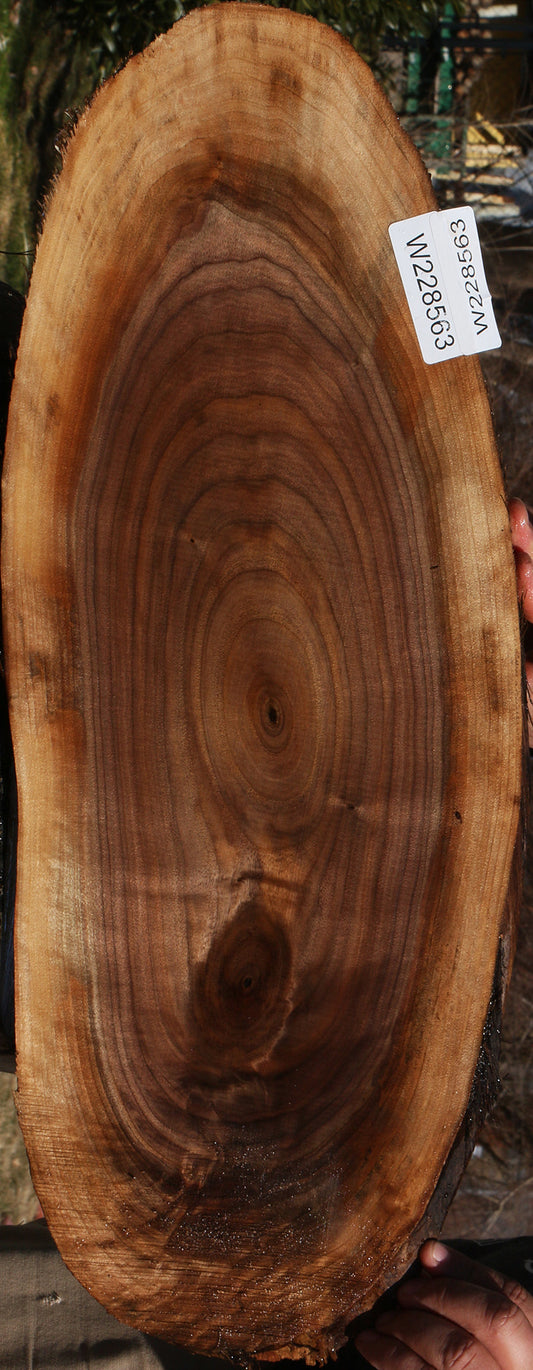 Eastern Walnut Cookie