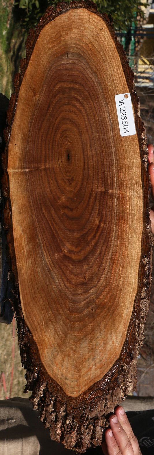 Eastern Walnut Cookie