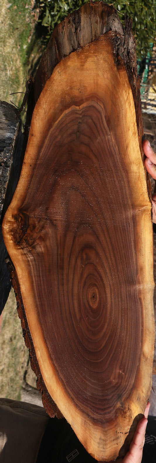 Eastern Walnut Cookie