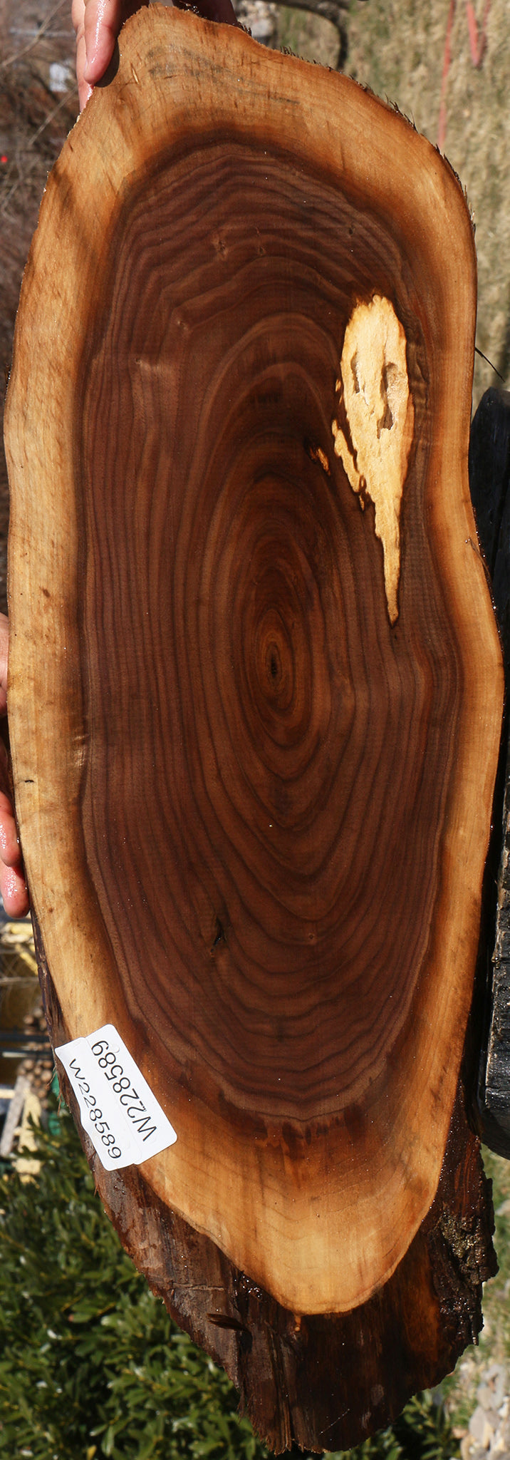 Eastern Walnut Cookie