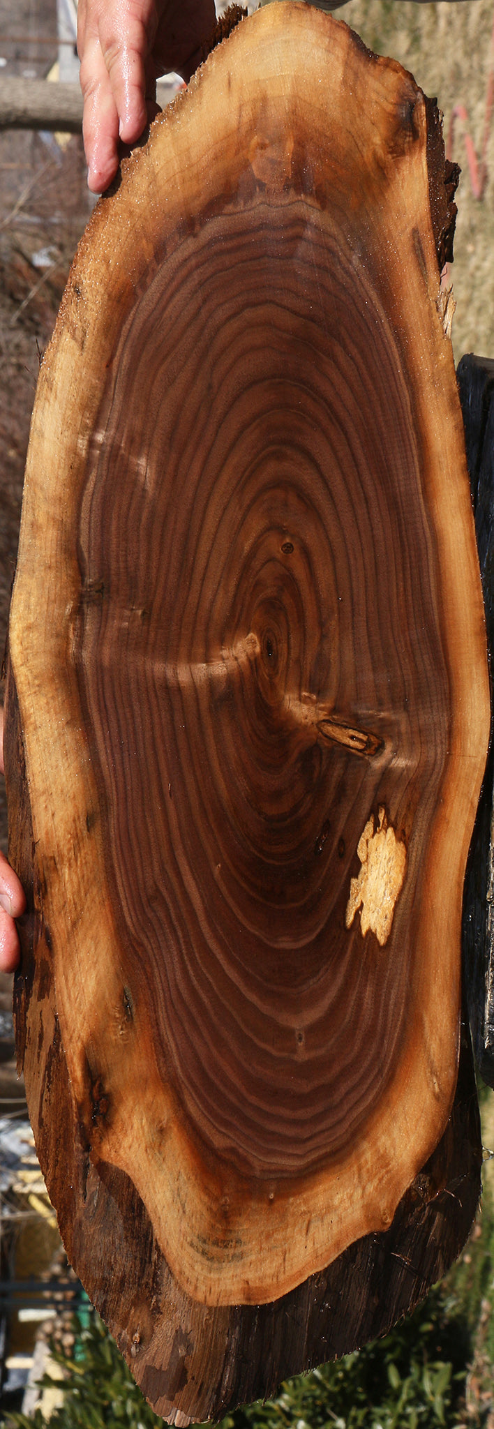 Eastern Walnut Cookie