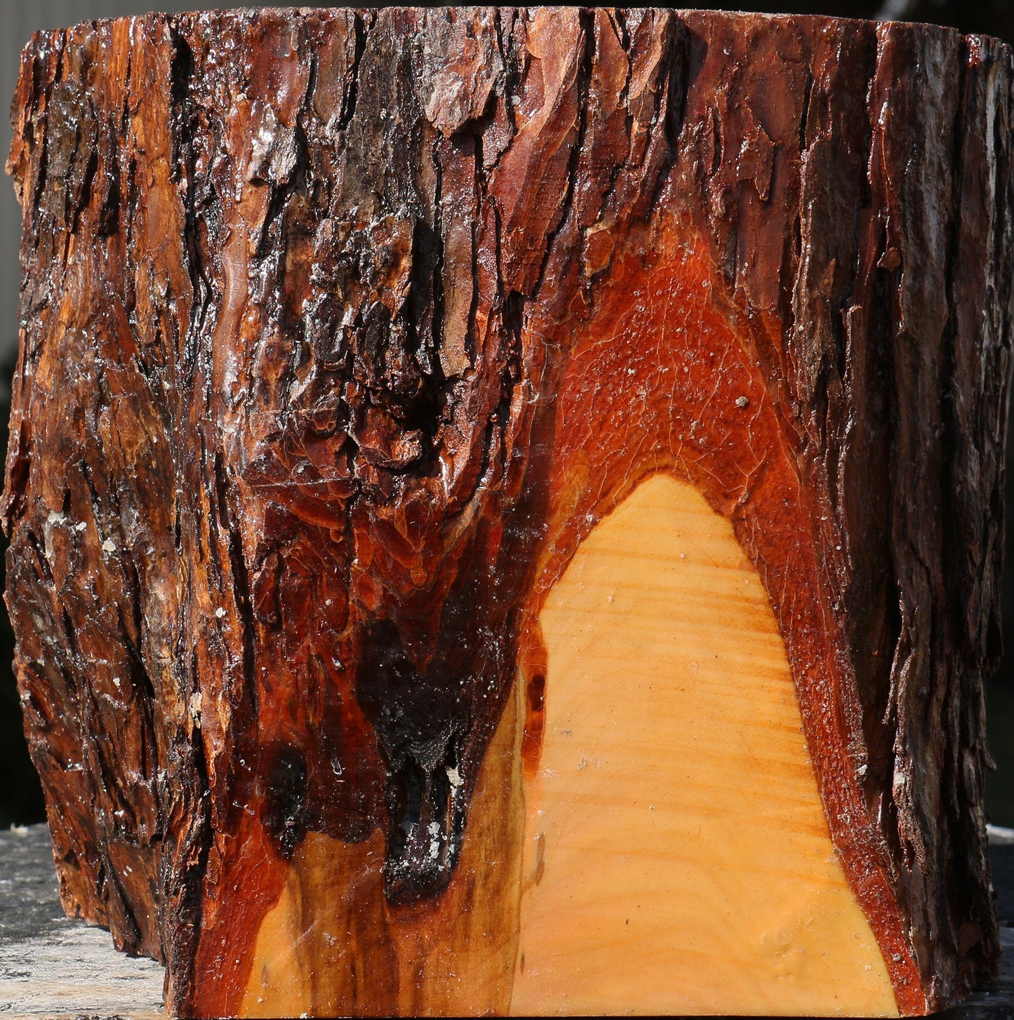 Oregon Ironwood Live Edge Bowl Blank