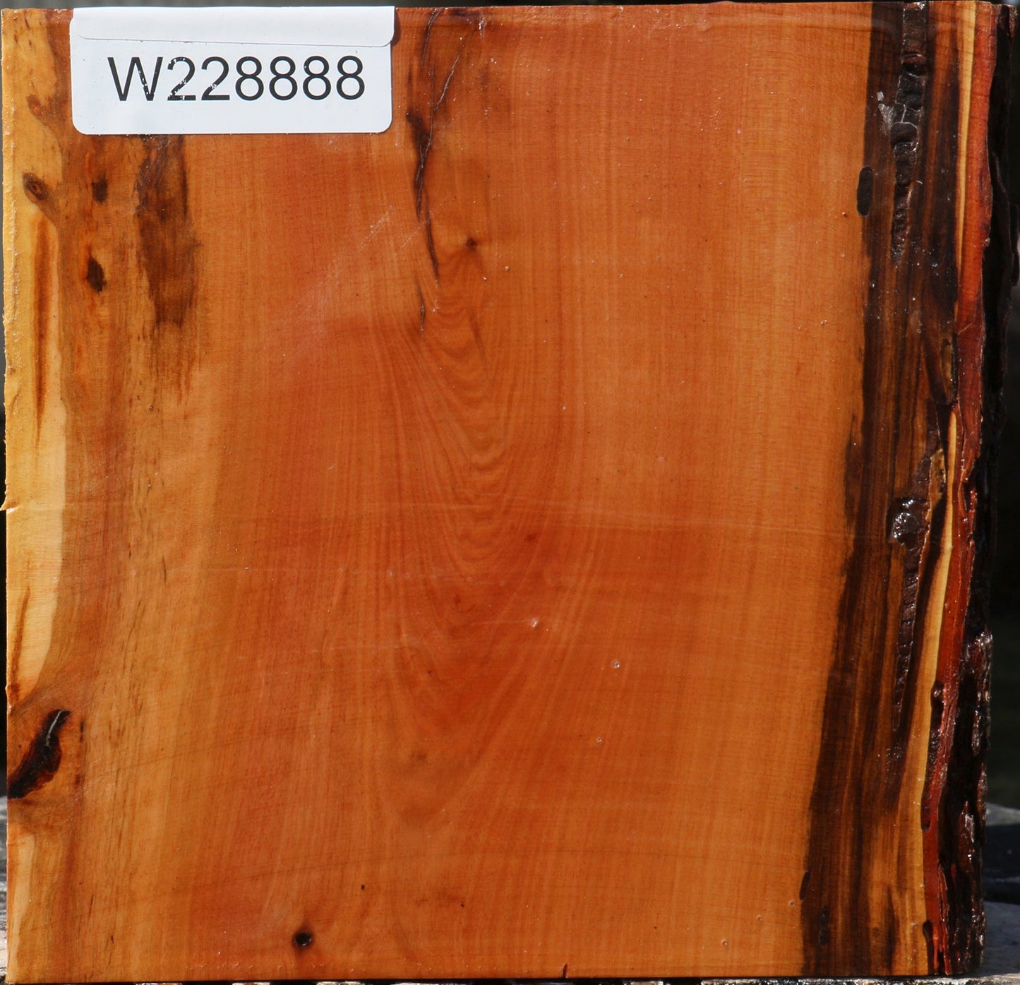 Oregon Ironwood Live Edge Bowl Blank