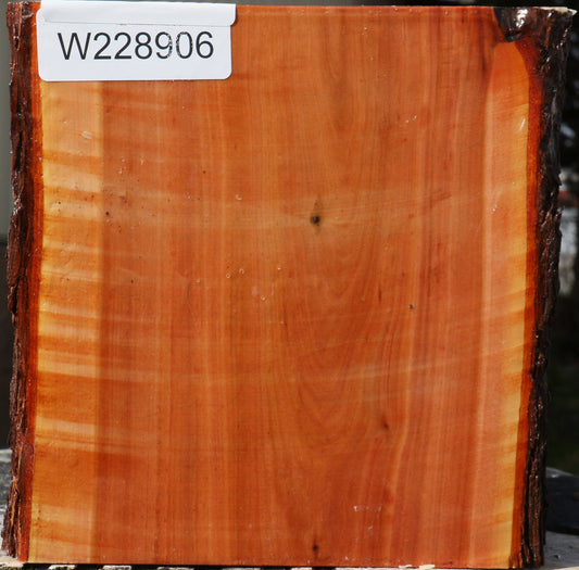 Oregon Ironwood Live Edge Bowl Blank