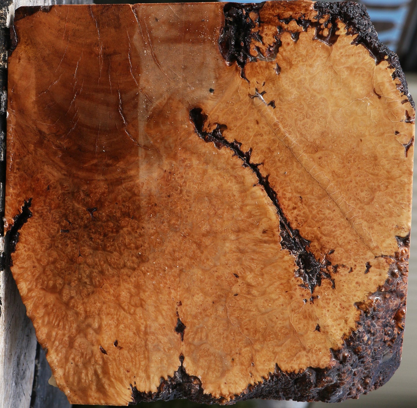 Kanista Burl Bowl Blank