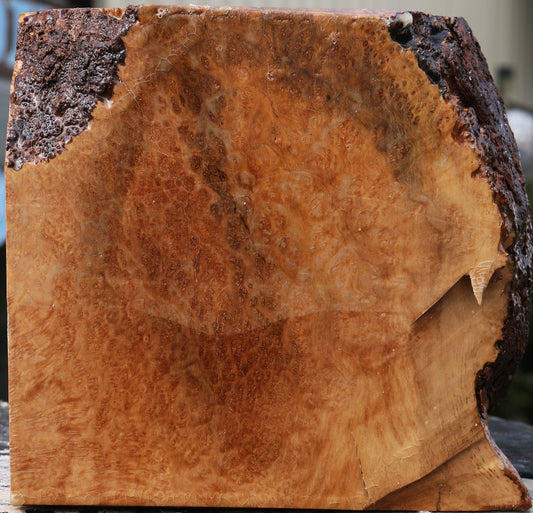 Kanista Burl Live Edge Bowl Blank