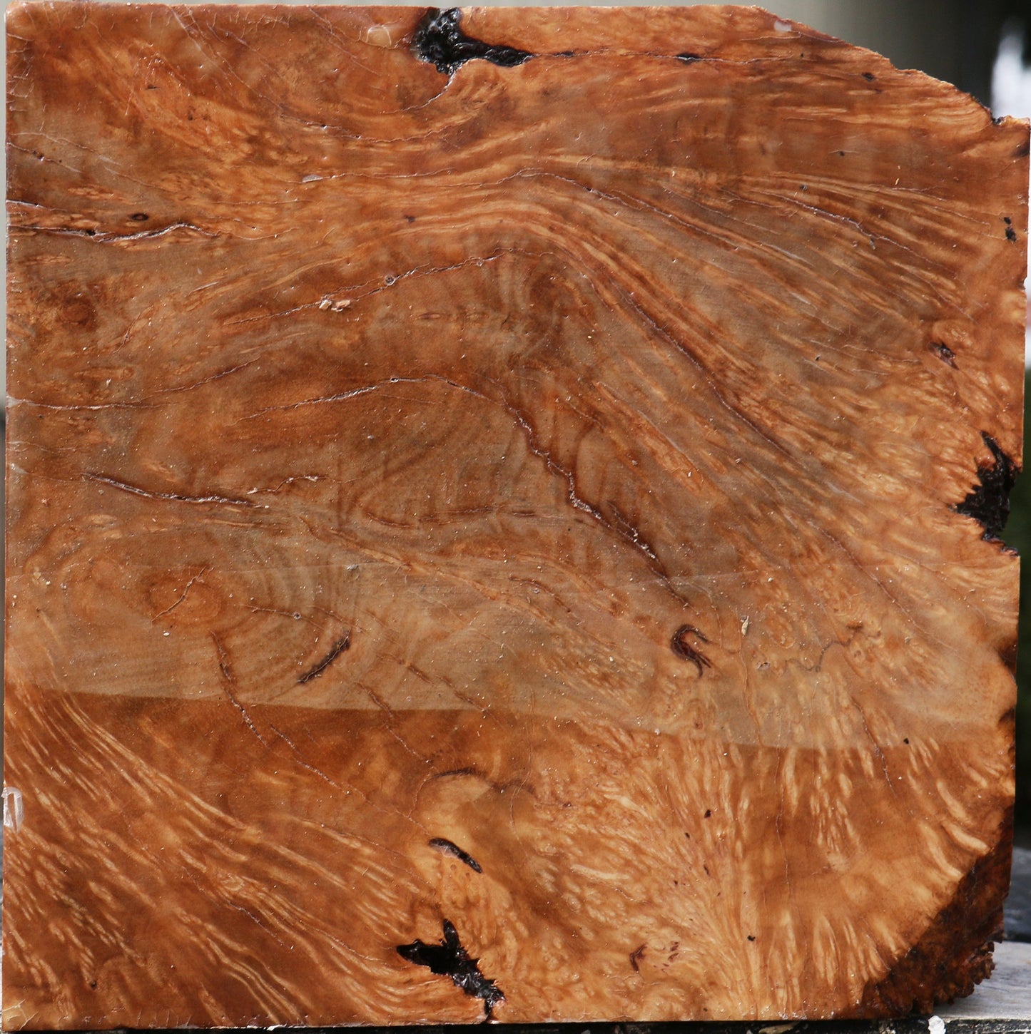 Kanista Burl Bowl Blank