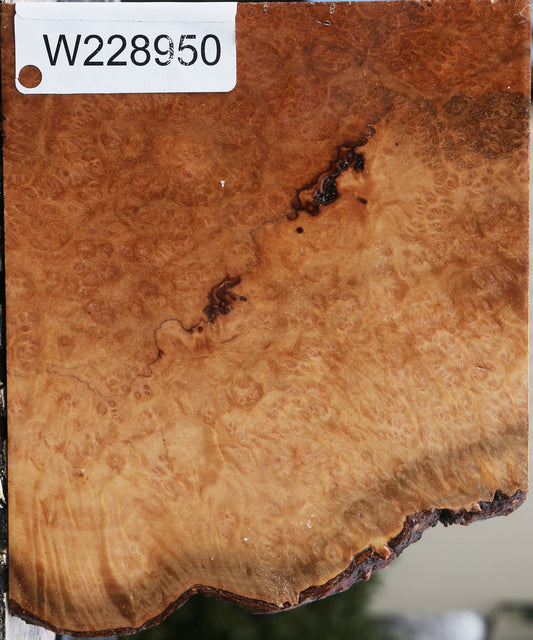 Kanista Burl Live Edge Bowl Blank