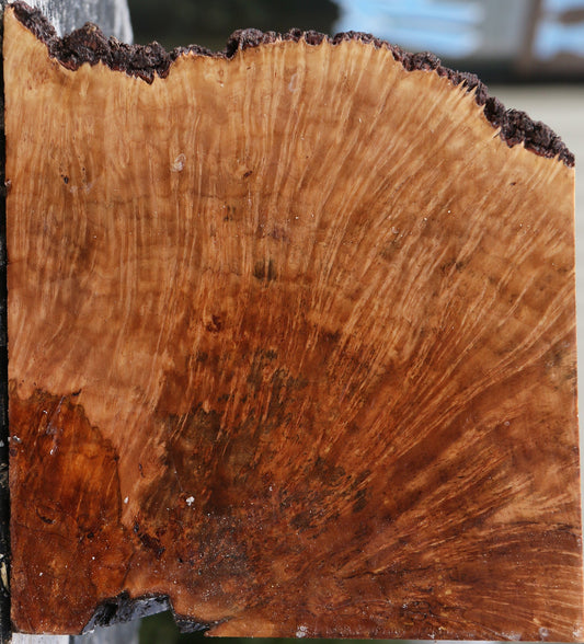Kanista Burl Live Edge Bowl Blank