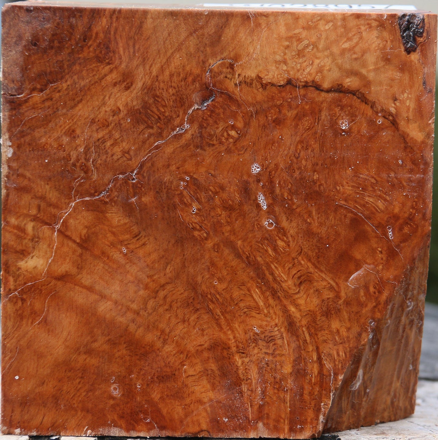 Kanista Burl Bowl Blank