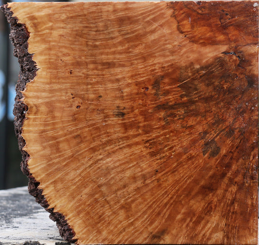 Kanista Burl Live Edge Bowl Blank