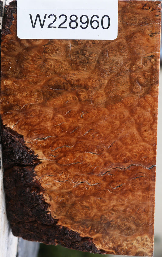 Kanista Burl Turning Blank