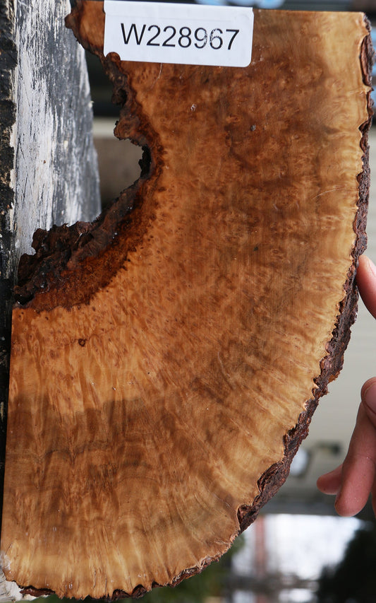 Kanista Burl Live Edge Lumber