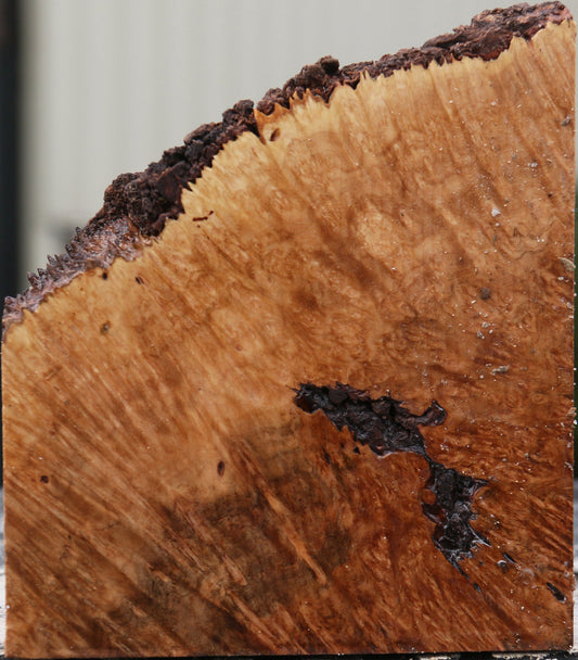 Kanista Burl Bowl Blank