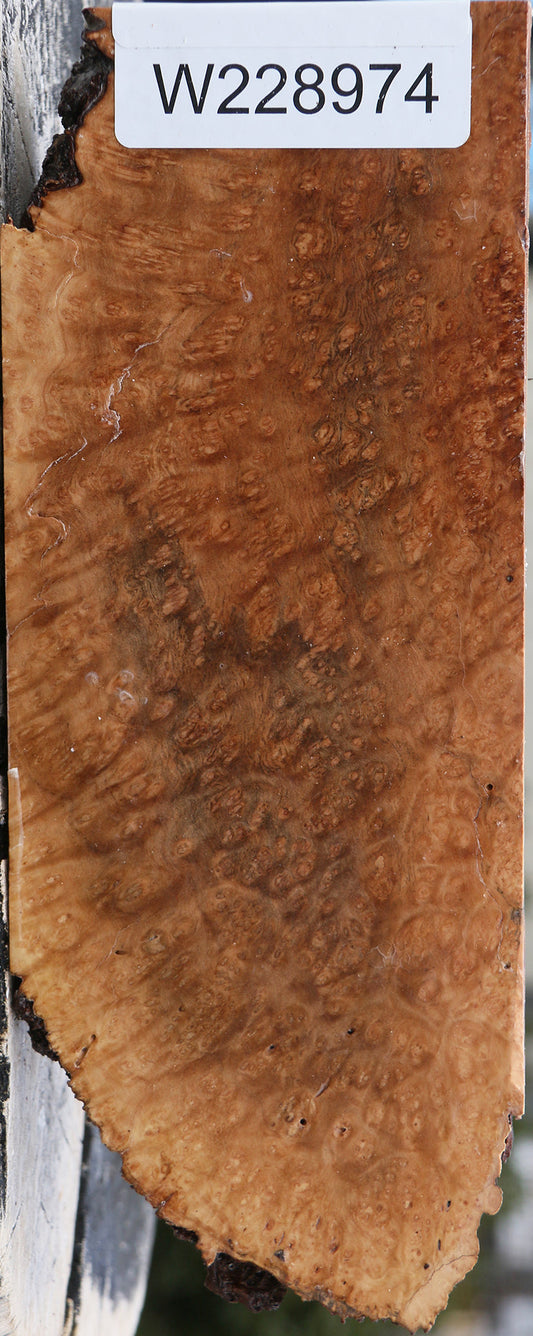 Kanista Burl Live Edge Turning Blank
