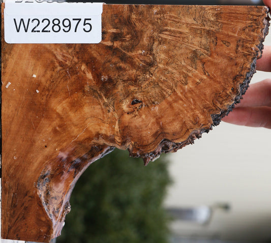 Kanista Burl Live Edge Lumber