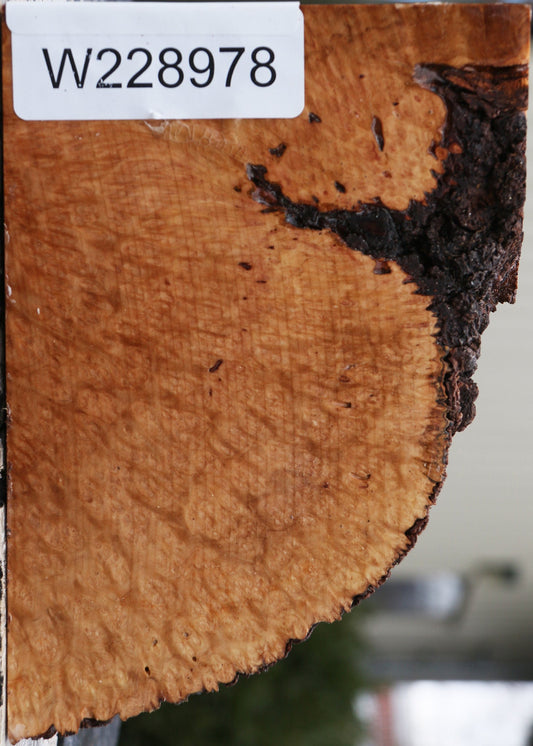 Kanista Burl Live Edge Turning Blank