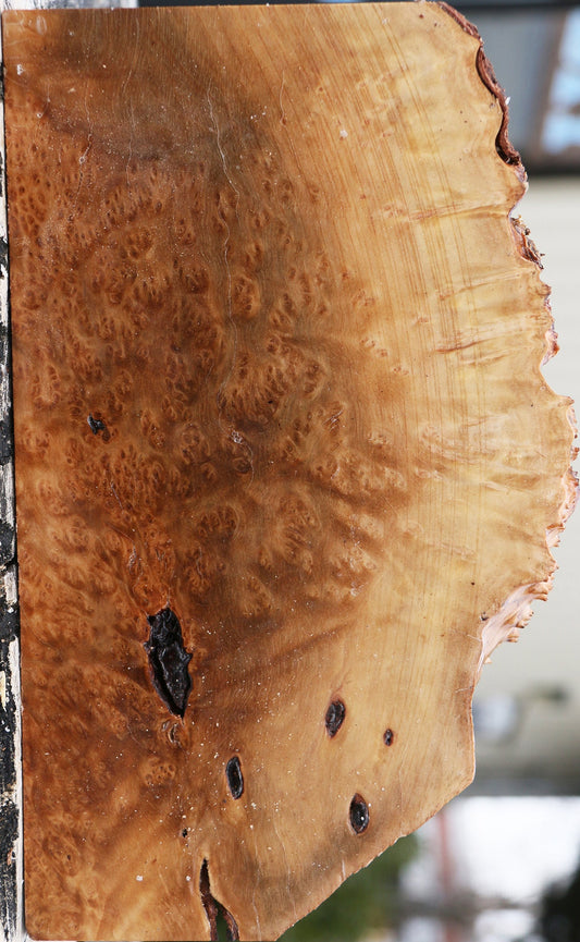 Kanista Burl Live Edge Lumber