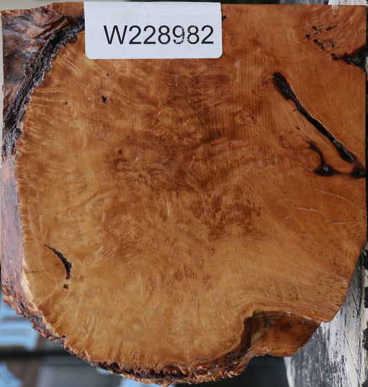 Kanista Burl Live Edge Bowl Blank