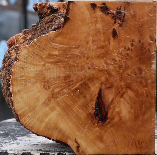 Kanista Burl Live Edge Bowl Blank