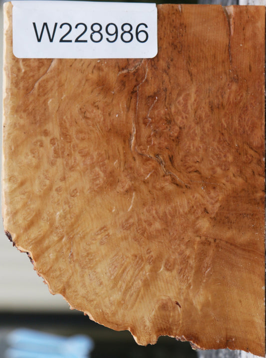 Kanista Burl Live Edge Turning Blank