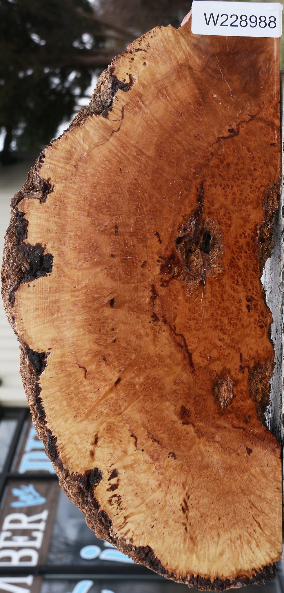 Kanista Burl Slice
