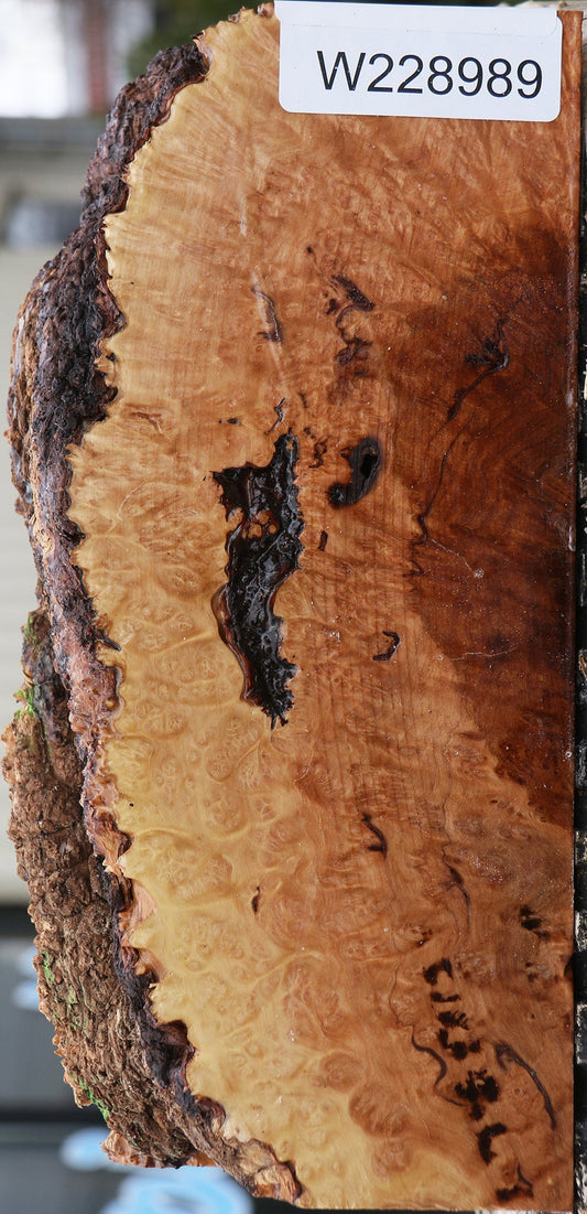 Kanista Burl Live Edge Turning Blank