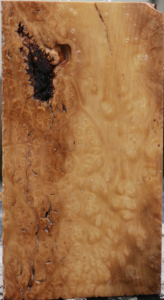 Kanista Burl Live Edge Turning Blank