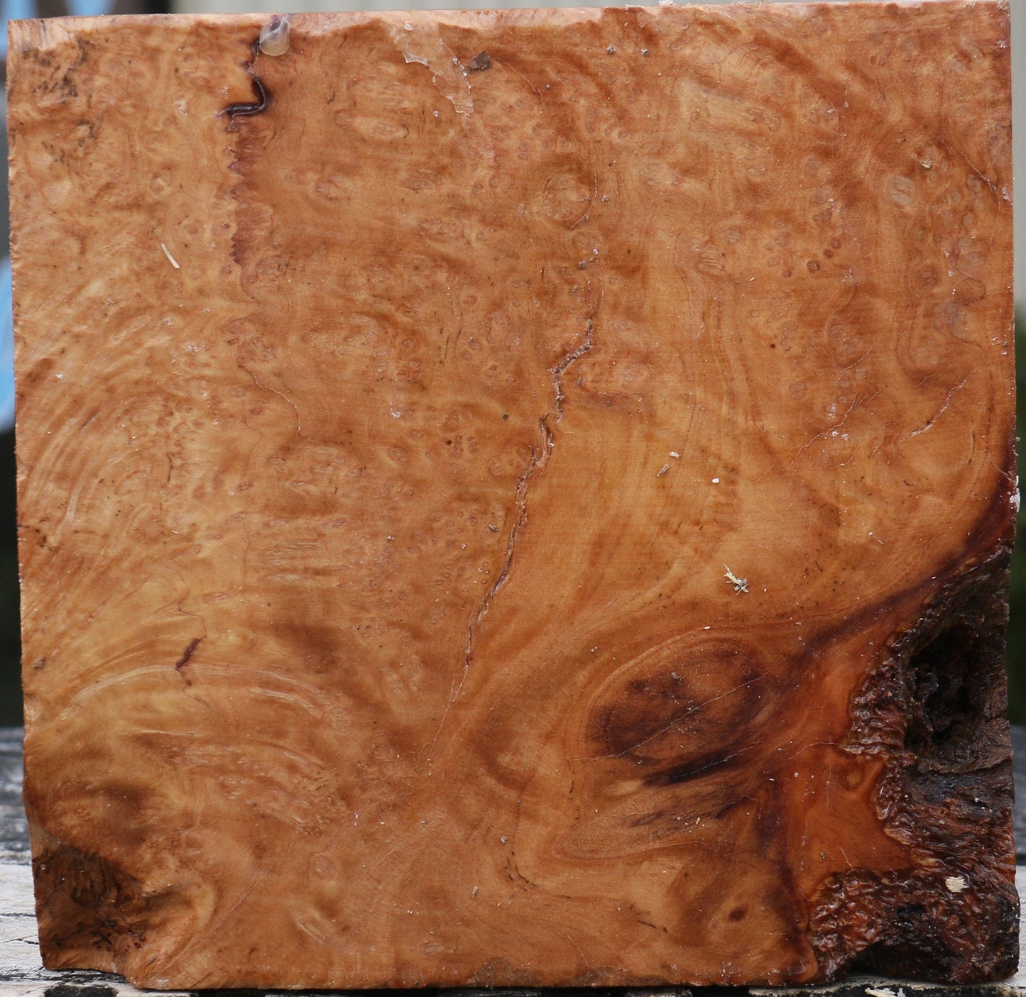 Kanista Burl Bowl Blank