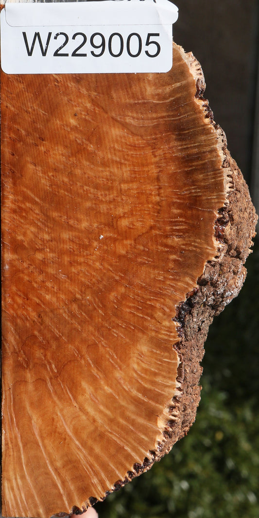 Kanista Burl Slice