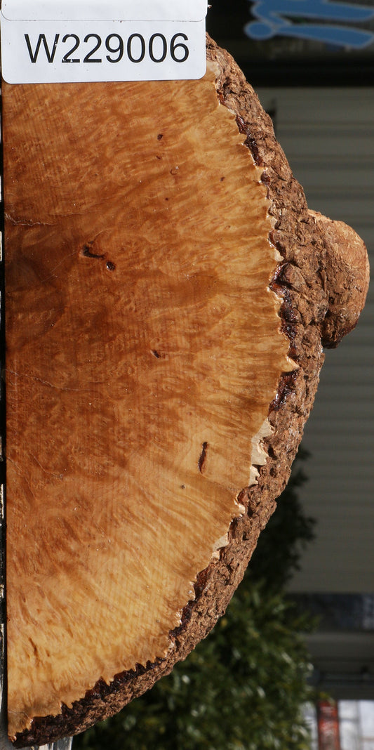 Kanista Burl Slice