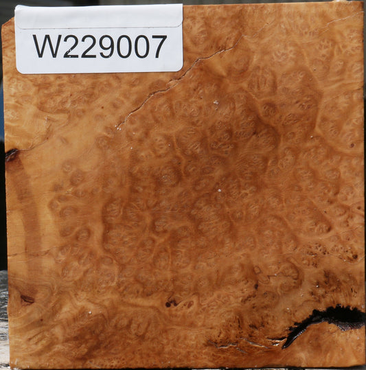 Kanista Burl Bowl Blank