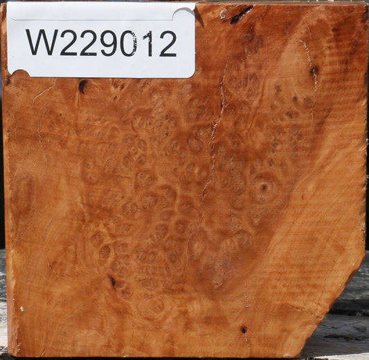 Kanista Burl Bowl Blank