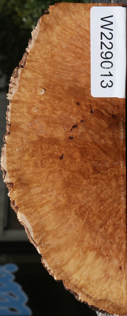 Kanista Burl Slice