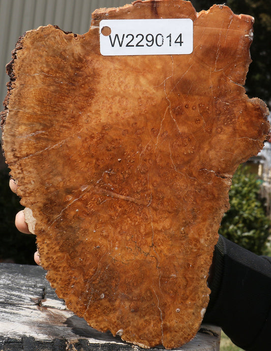 Kanista Burl Live Edge Bowl Blank