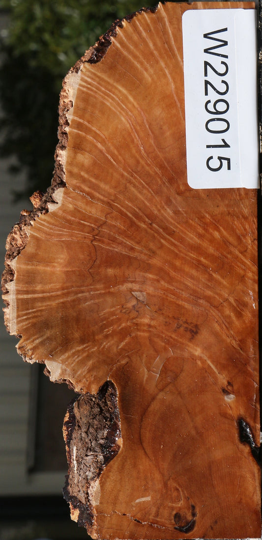 Kanista Burl Live Edge Turning Blank