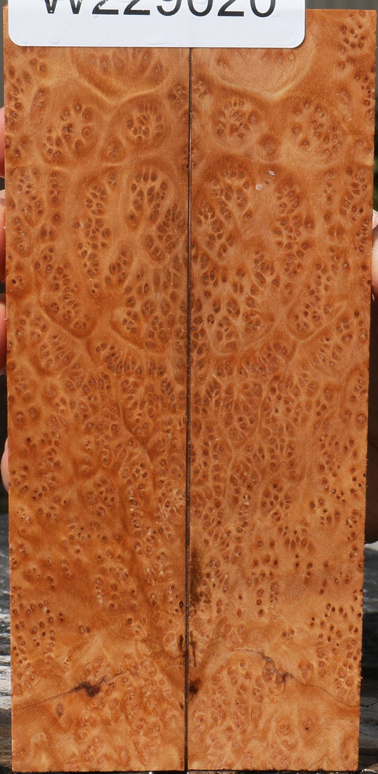 Kanista Burl Knife Scales