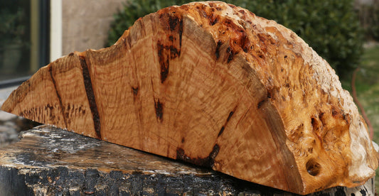 Eucalyptus Burl Slice