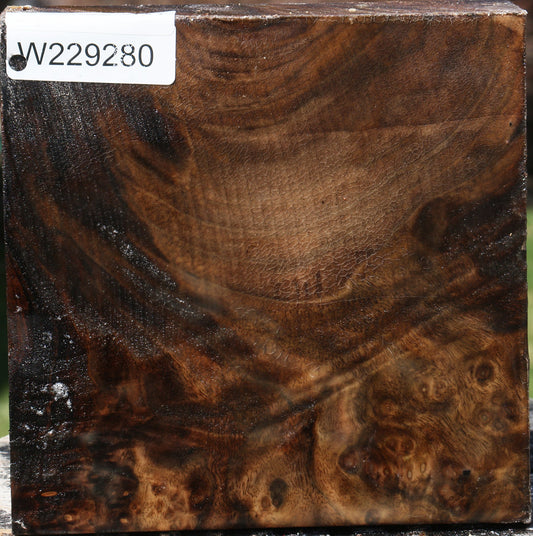 Claro Walnut Burl Bowl Blank