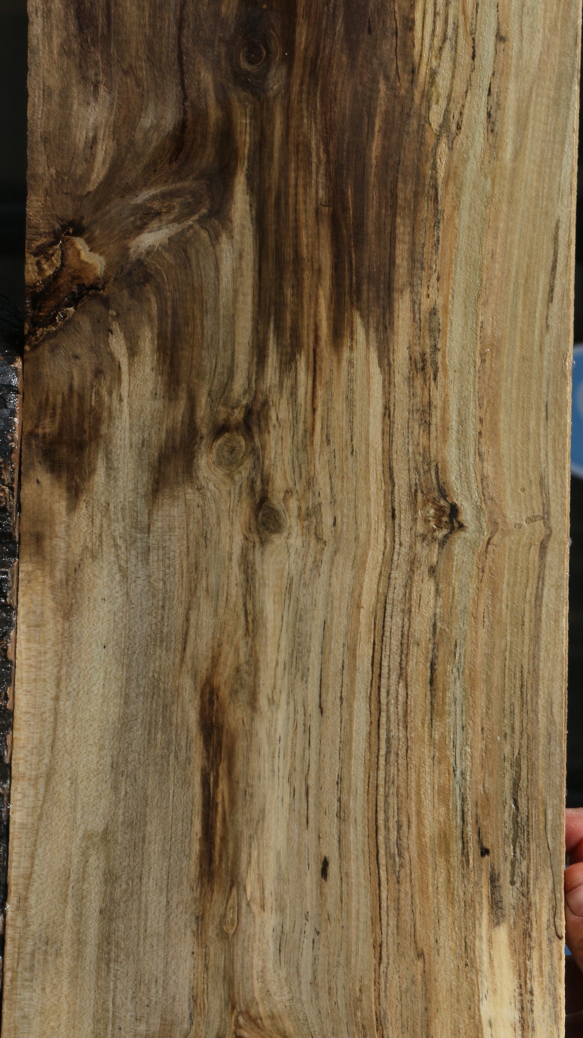Spalted Holly Lumber