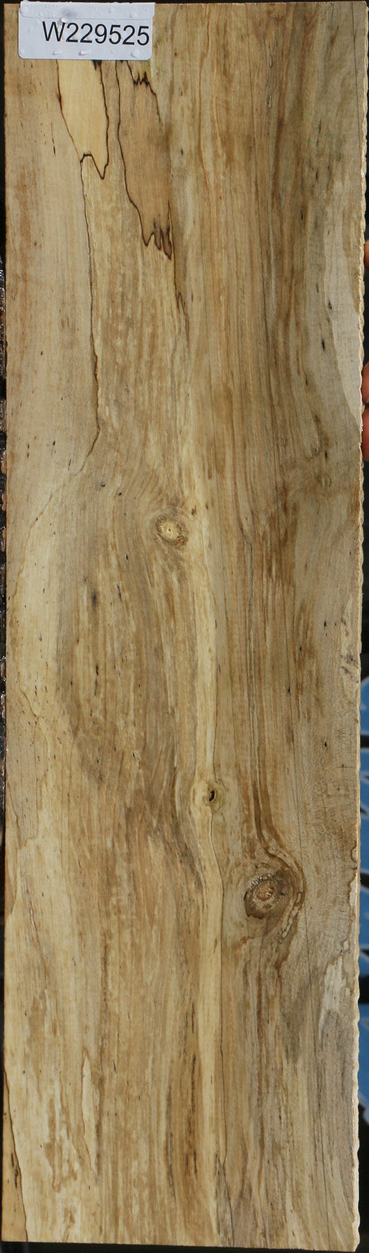 Spalted Holly Lumber