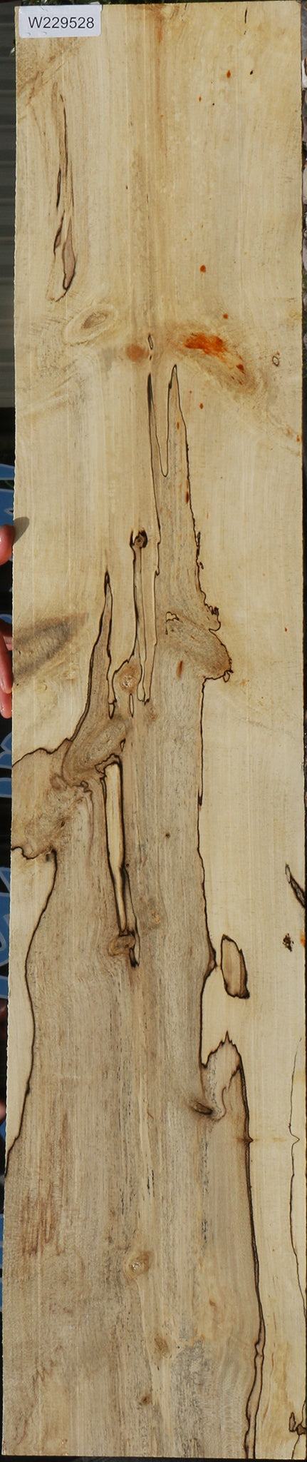 Spalted Holly Lumber