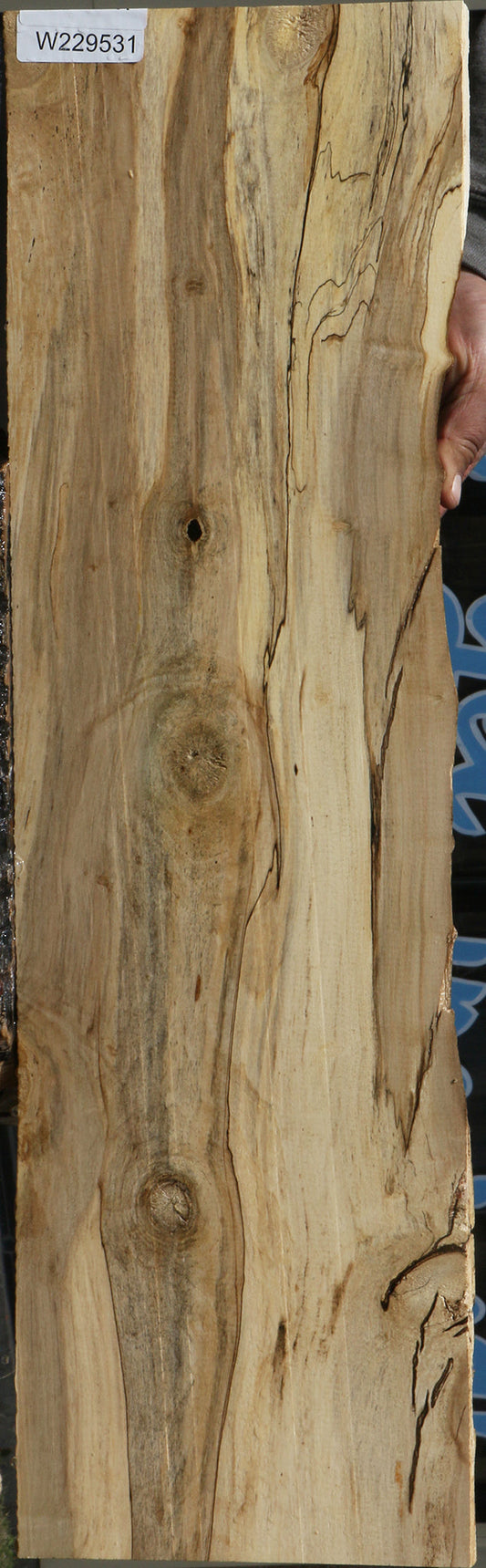 Spalted Holly Live Edge Lumber